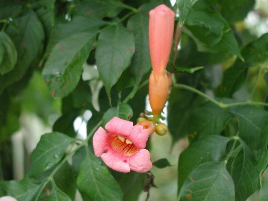 Trumpet Vine